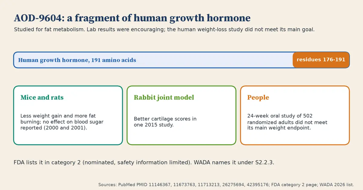 A bar for human growth hormone, 191 amino acids, with its residues 176 to 191 highlighted as the AOD-9604 fragment. Three cards: mice and rats showed less weight gain and more fat burning with no effect on blood sugar reported; a rabbit joint model showed better cartilage scores in one 2015 study; a 24-week oral study of 502 randomized adults did not meet its main weight endpoint.