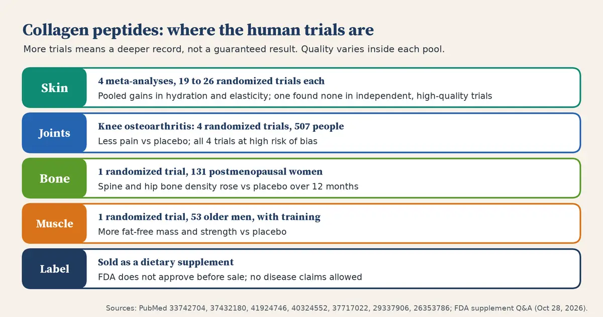 Chart with five rows. Skin: four meta-analyses of 19 to 26 randomized trials each, pooled gains in hydration and elasticity, one found none in independent high-quality trials. Joints: four knee osteoarthritis trials with 507 people, less pain, all at high risk of bias. Bone: one trial of 131 postmenopausal women, bone density rose. Muscle: one trial of 53 older men with training, more fat-free mass and strength. Label: sold as a dietary supplement, not approved by FDA before sale, no disease claims.