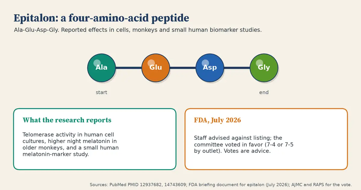 Four connected beads labeled Ala, Glu, Asp and Gly, the amino acids of epitalon. Two cards below: research reports telomerase activity in human cell cultures, higher night melatonin in older monkeys and a small human melatonin-marker study; FDA staff advised against listing and the committee voted in favor, 7 to 4 or 7 to 5 depending on the outlet.