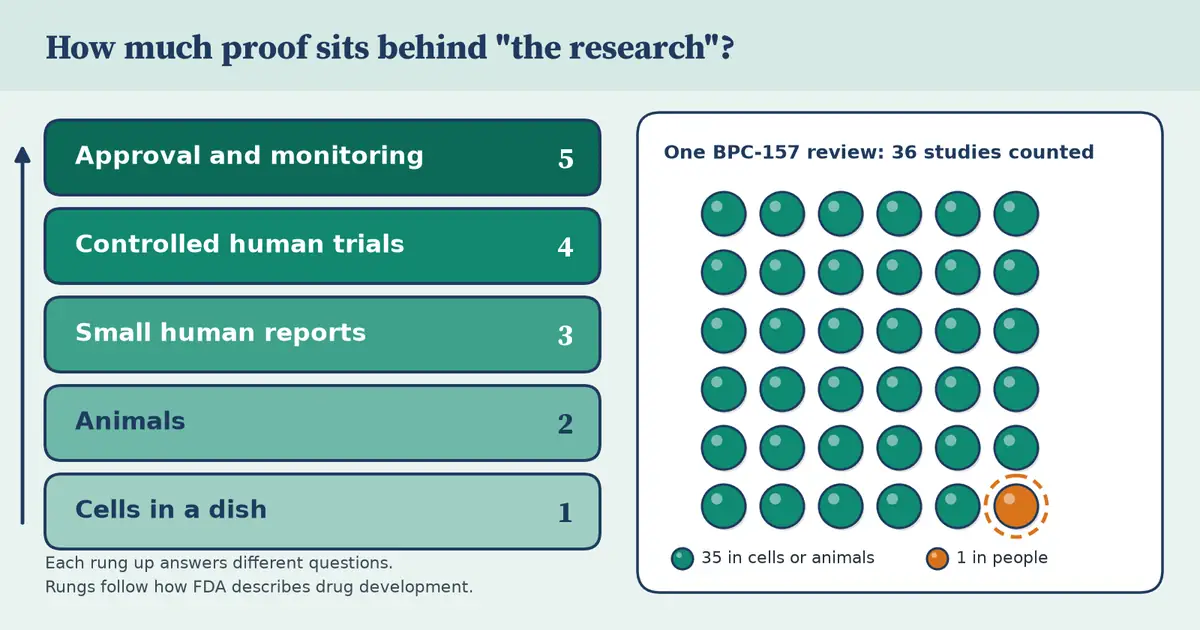 Left: five stacked rungs from cells in a dish at the bottom up to approval and monitoring at the top. Right: a grid of 36 dots, 35 teal for studies in cells or animals and one orange for a study in people, from one review of BPC-157 research.