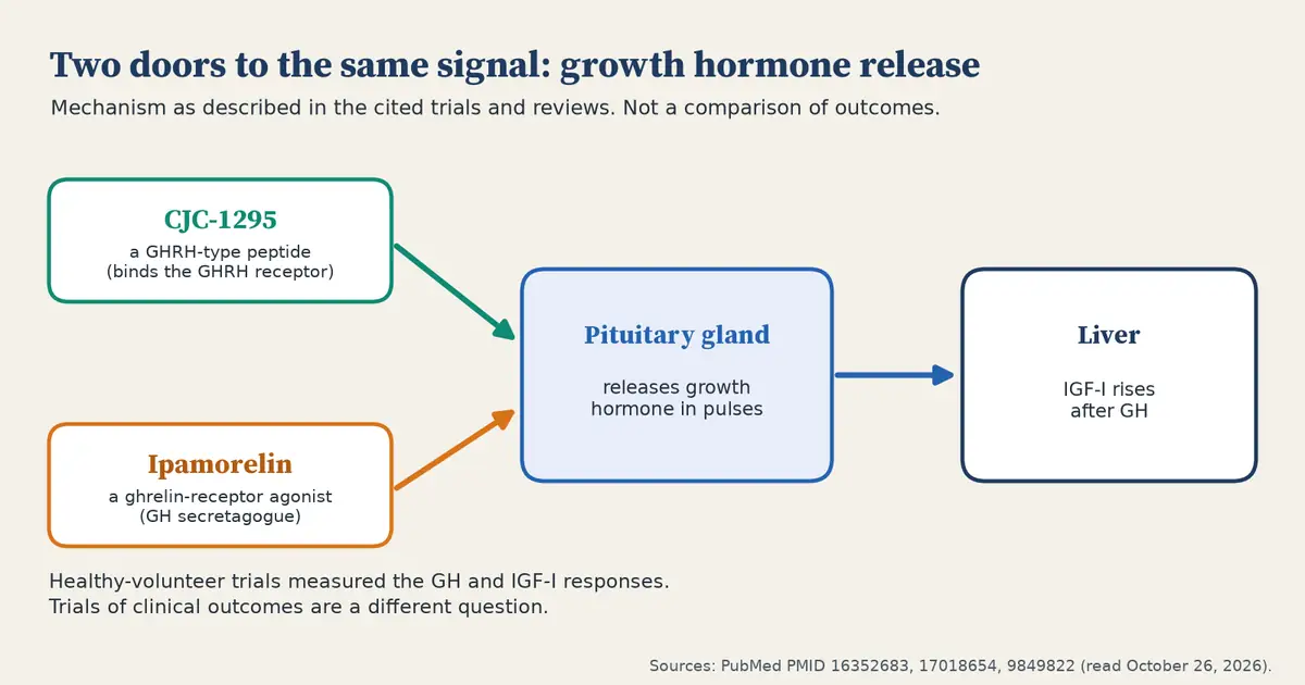 Flow diagram. CJC-1295, a GHRH-type peptide, and ipamorelin, a ghrelin-receptor agonist, each point to the pituitary gland, which releases growth hormone in pulses, followed by a rise in IGF-I from the liver.