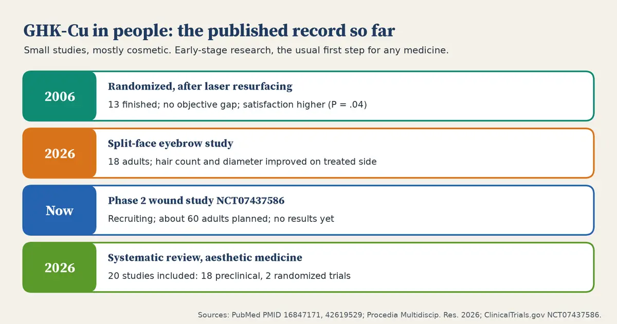 Four rows summarizing GHK-Cu in people. 2006: a randomized study after laser resurfacing, 13 finished, no objective difference, satisfaction higher. 2026: a split-face eyebrow study of 18 adults with improved hair count and diameter on the treated side. Now: a phase 2 wound study, recruiting, no results yet. 2026: a systematic review of 20 studies, 18 preclinical and 2 randomized trials.
