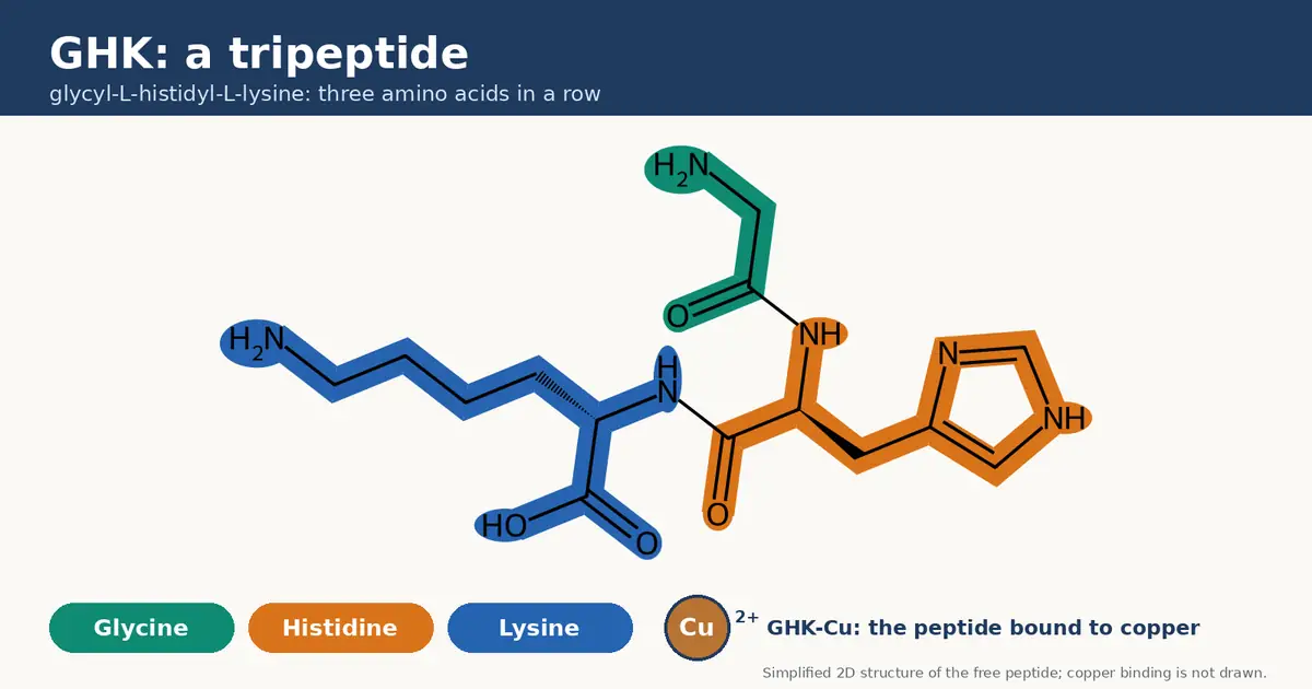 Chemical structure drawing of the three-amino-acid peptide GHK, with glycine shaded green, histidine orange and lysine blue, and a note that copper binding is not drawn.