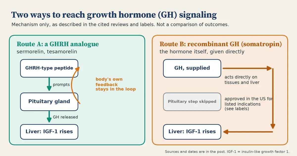 Two-panel flow diagram. Route A: a GHRH-type peptide such as sermorelin or tesamorelin prompts the pituitary gland to release growth hormone, with the body's own feedback in the loop, and the liver's IGF-1 rises. Route B: recombinant growth hormone acts directly, skipping the pituitary step, and the liver's IGF-1 rises.