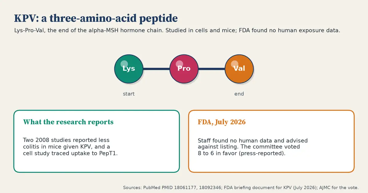 Three connected beads labeled Lys, Pro and Val, the amino acids of KPV. Two cards below: research reports less colitis in mice and uptake through the PepT1 transporter in cells; FDA staff found no human data and advised against listing in July 2026, and the committee voted 8 to 6 in favor, according to press reports.