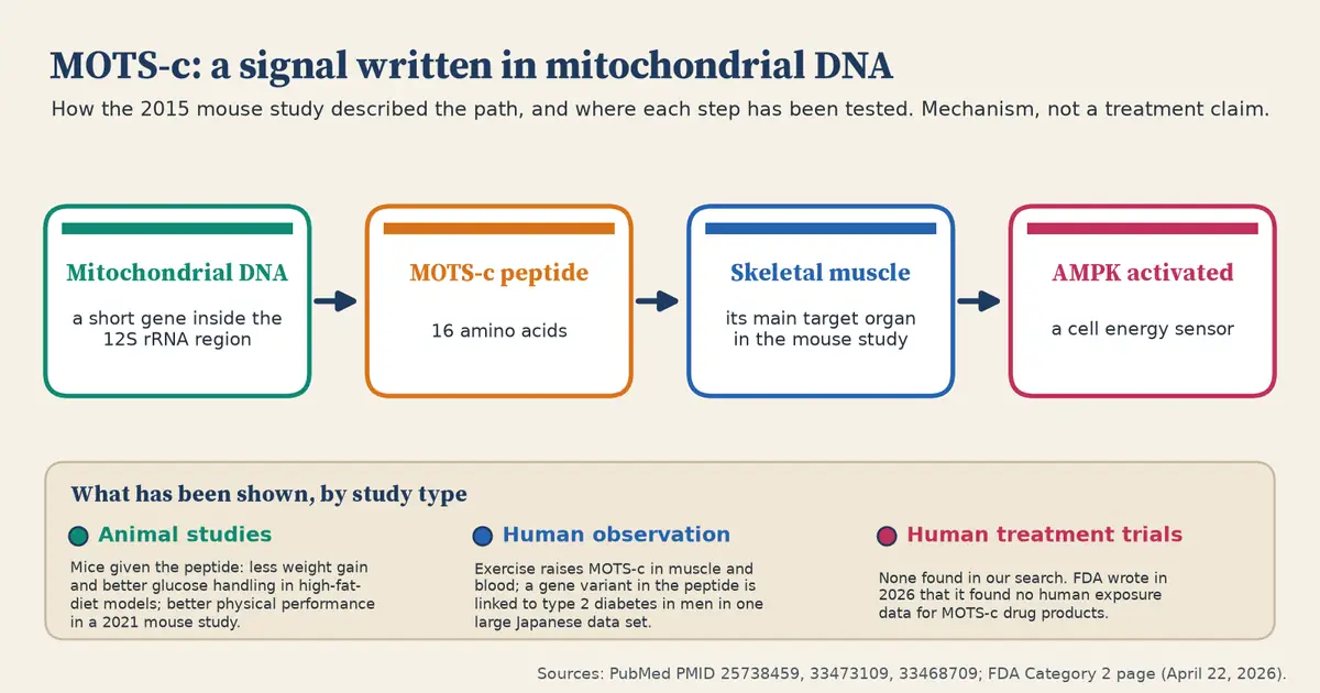 Flow diagram from mitochondrial DNA to the 16-amino-acid MOTS-c peptide to skeletal muscle to AMPK activation, with a summary below: animal studies show metabolic effects in mice, human observational work links exercise and a gene variant to MOTS-c, and no human treatment trials were found.