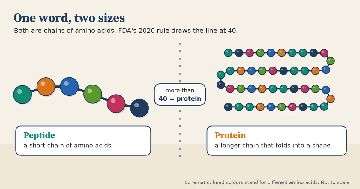 Two chains of colored beads. On the left a short chain of six beads is labeled peptide; on the right a long chain of many beads folded back and forth is labeled protein. A note says more than 40 amino acids counts as a protein under FDA's 2020 rule.