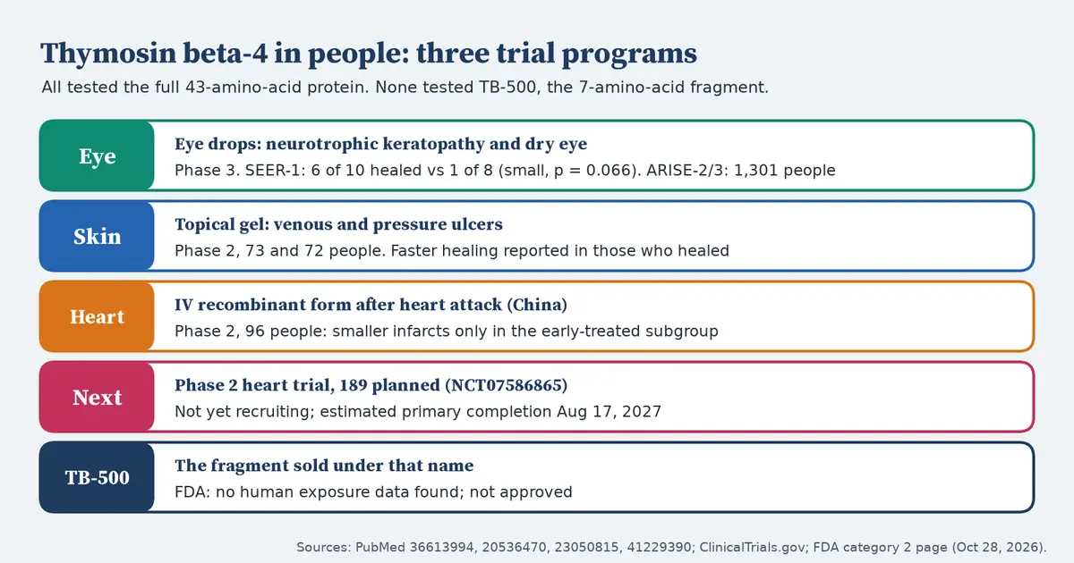 Chart with five rows. Eye: phase 3 eye-drop trials; SEER-1 healed 6 of 10 versus 1 of 8 on placebo, p equals 0.066; ARISE-2 and 3 enrolled 1,301 people. Skin: phase 2 gel trials in venous and pressure ulcers, 73 and 72 people. Heart: phase 2 trial of 96 people in China, smaller infarcts only in the early-treated subgroup. Next: phase 2 heart trial, 189 planned, estimated primary completion August 17, 2027. TB-500: FDA found no human exposure data; not approved.