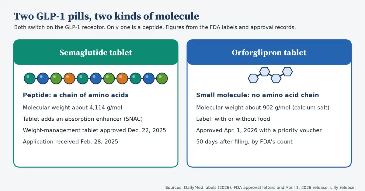 Diagram comparing two GLP-1 tablets. Semaglutide tablet: a peptide, a chain of amino acids, molecular weight about 4,114 g/mol, the tablet adds an absorption enhancer called SNAC, weight-management tablet approved December 22, 2025 after the application arrived February 28, 2025. Orforglipron tablet: a small molecule with no amino acid chain, molecular weight about 902 g/mol as the calcium salt, label says with or without food, approved April 1, 2026 with a priority voucher, 50 days after filing by FDA's count.