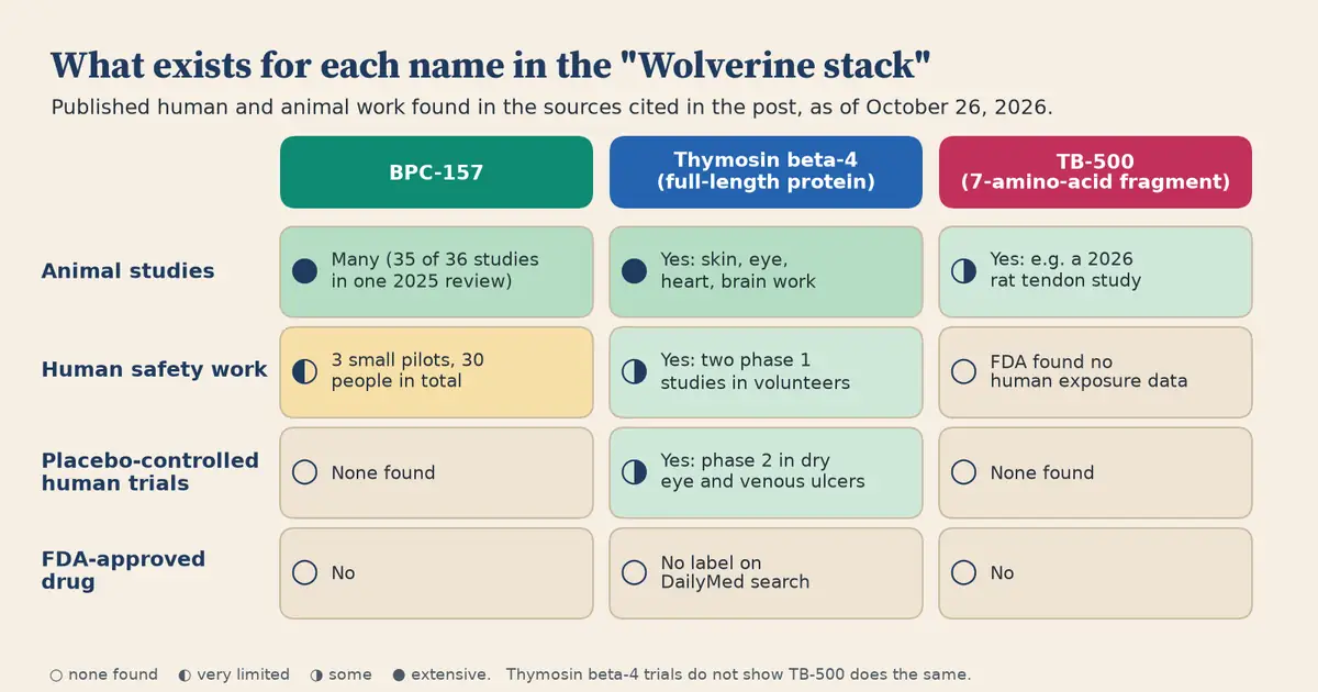 Grid with three columns, BPC-157, full-length thymosin beta-4 and the TB-500 fragment, and four rows: animal studies, human safety work, placebo-controlled human trials and FDA approval. BPC-157 has many animal studies, three small human pilots and no approval. Thymosin beta-4 has animal work, two phase 1 studies and phase 2 trials. TB-500 has some animal work, no human exposure data found by FDA and no approval.