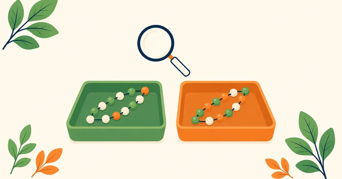 Illustration of a green tray and an orange tray each holding a chain of coloured beads, with a magnifying glass between them.